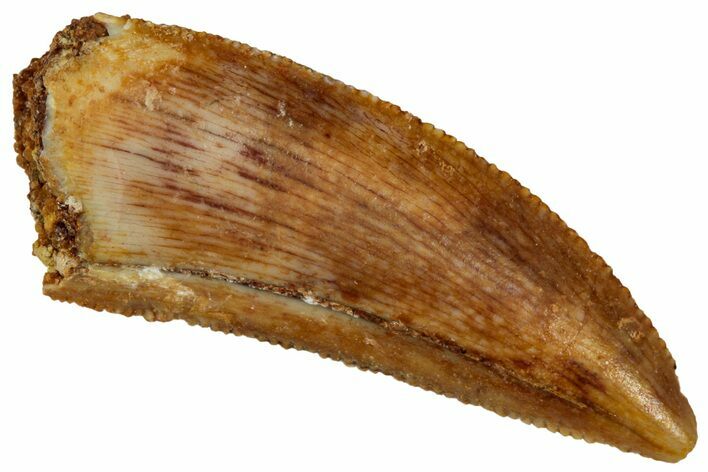 Serrated Raptor Tooth - Real Dinosaur Tooth #298132